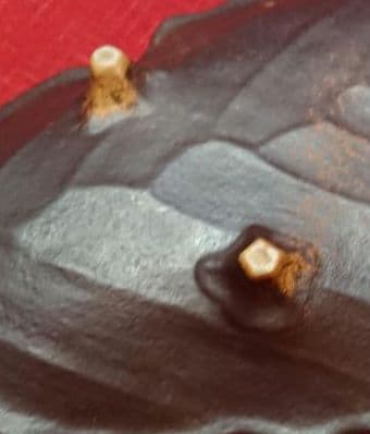 ♦プロが選ぶデザイン萬古焼大皿 ⬛南蛮一珍木の葉 ⬛４１cm特大長大皿 ２皿