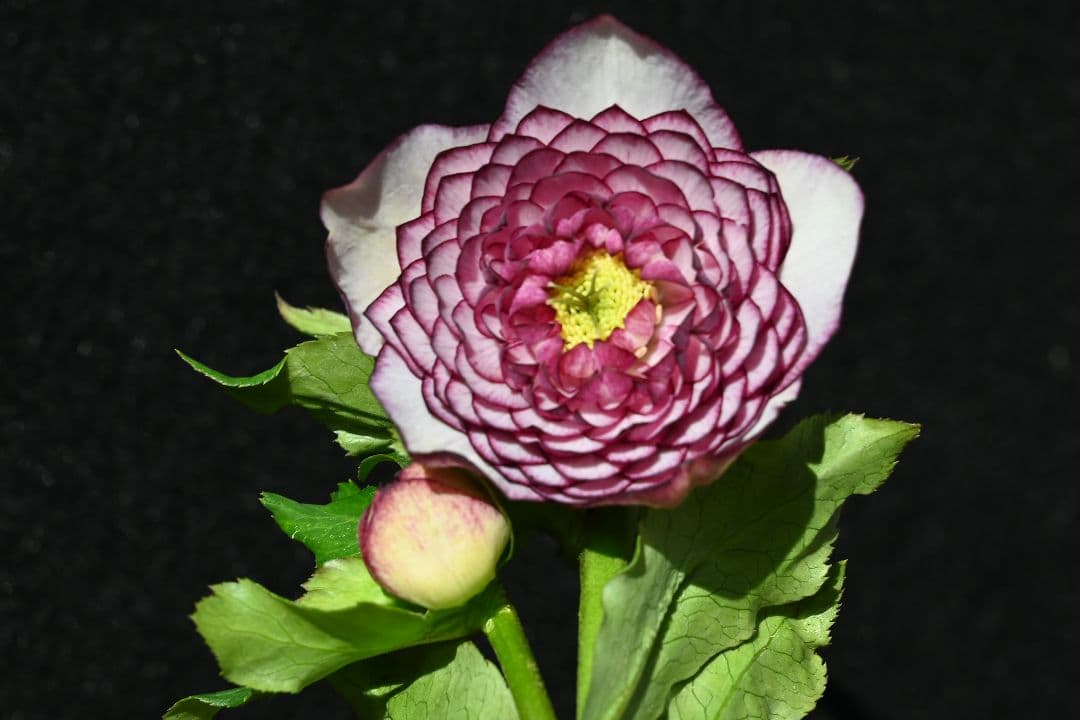 クリスマスローズ　認定超アフロディーテ　加藤農園