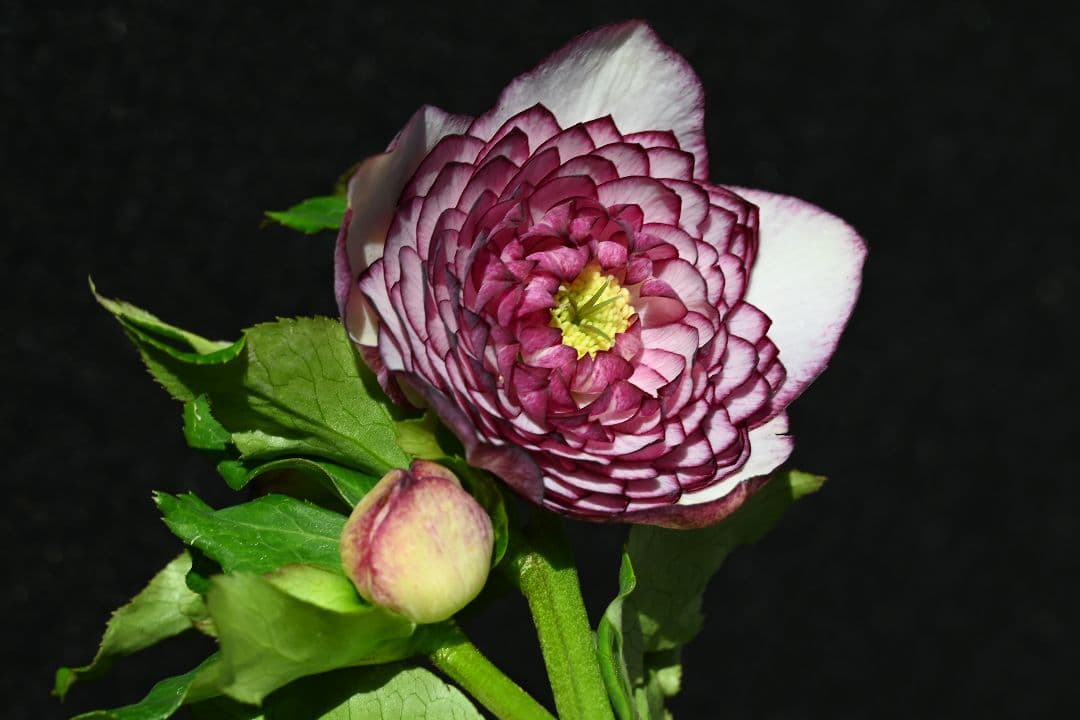 クリスマスローズ　認定超アフロディーテ　加藤農園