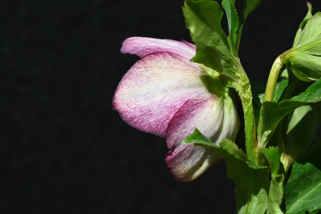 クリスマスローズ　認定超アフロディーテ　加藤農園