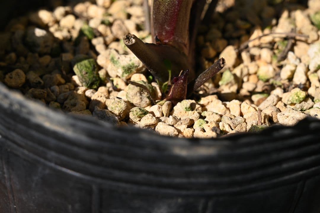 クリスマスローズ　認定超アフロディーテ　加藤農園