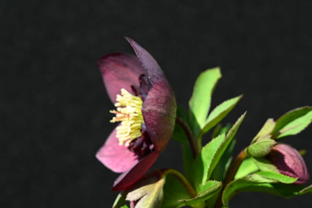 クリスマスローズ　認定超アフロディーテ　加藤農園