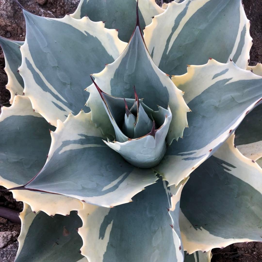 ovatifolia moby オバティフォリア モビー agave us 発根