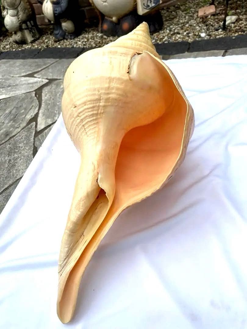激レア　世界最大　法螺貝　アラフラオオニシ貝　貝殻長約５４センチ殻径約７１センチ