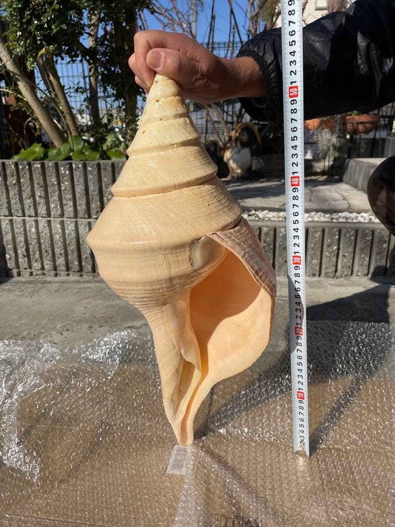 激レア　世界最大　法螺貝　アラフラオオニシ貝　貝殻長約５４センチ殻径約７１センチ