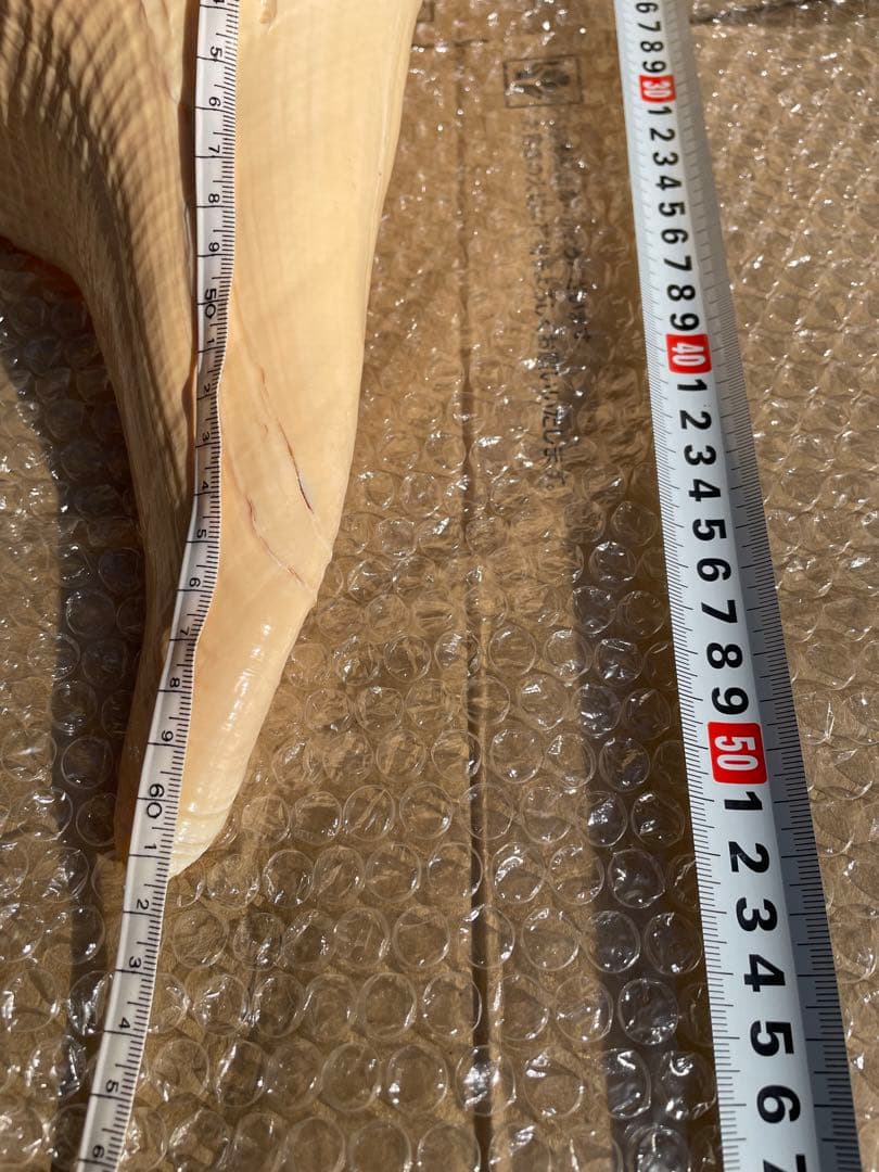 激レア　世界最大　法螺貝　アラフラオオニシ貝　貝殻長約５４センチ殻径約７１センチ