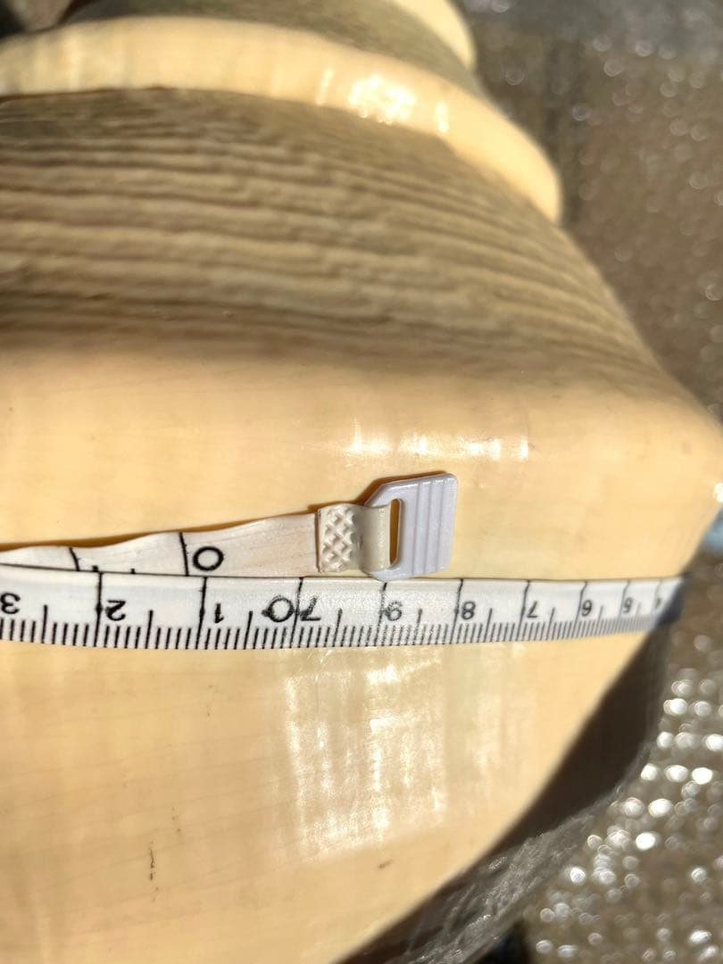 激レア　世界最大　法螺貝　アラフラオオニシ貝　貝殻長約５４センチ殻径約７１センチ