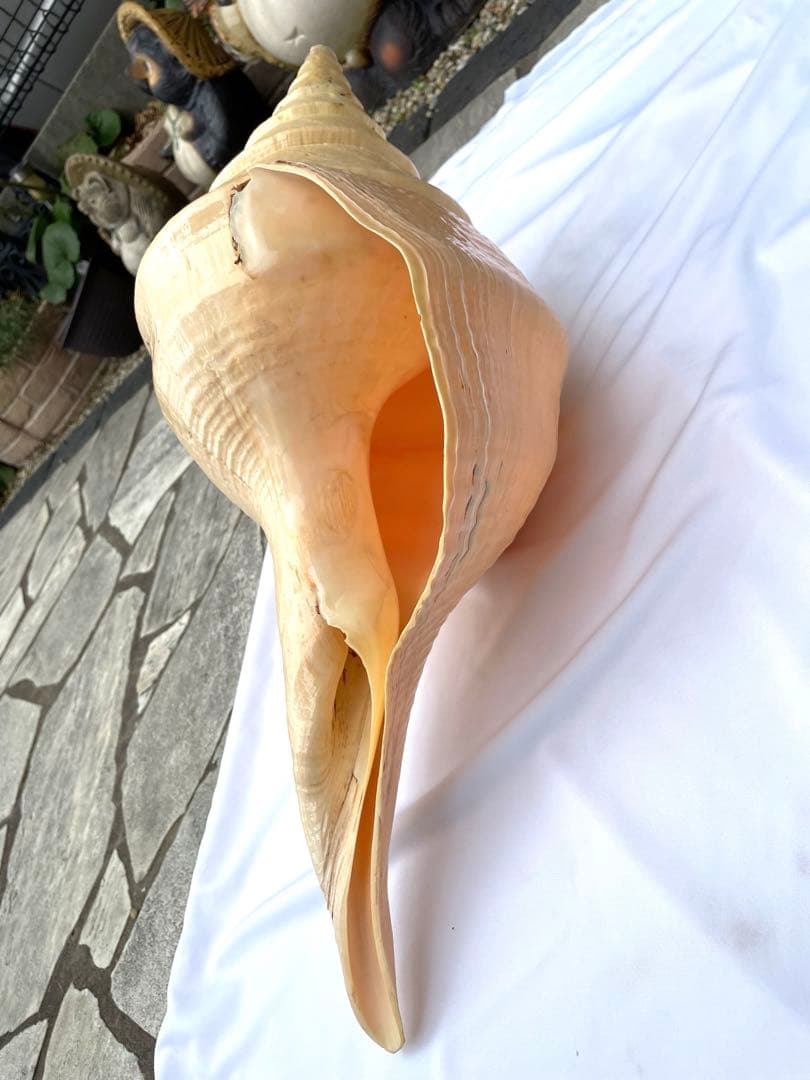 激レア　世界最大　法螺貝　アラフラオオニシ貝　貝殻長約５４センチ殻径約７１センチ