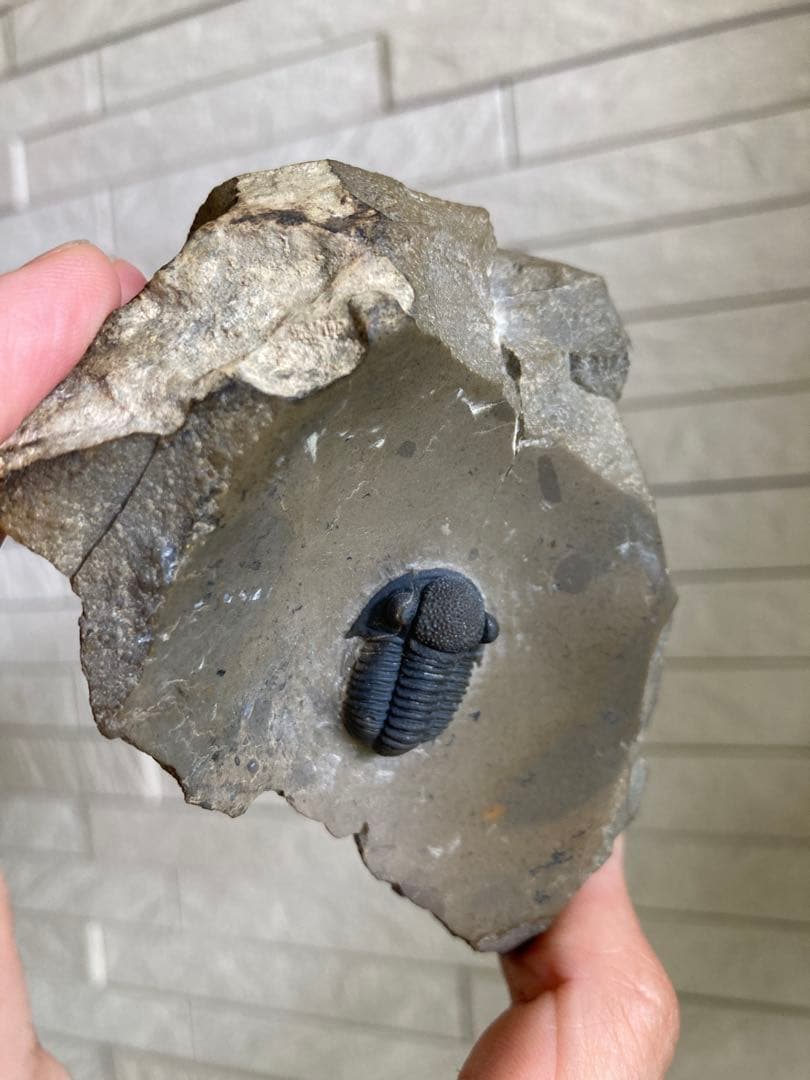 珍品　レア品　化石　コレクション　標本