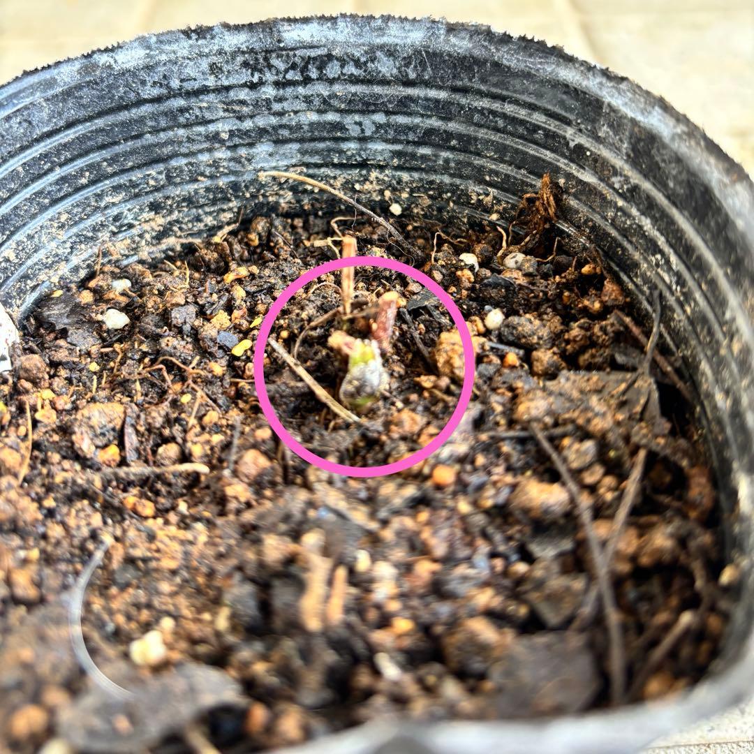 クレマチス　苗　フスカ　バーシーカラー　花苗　宿根草　多年草