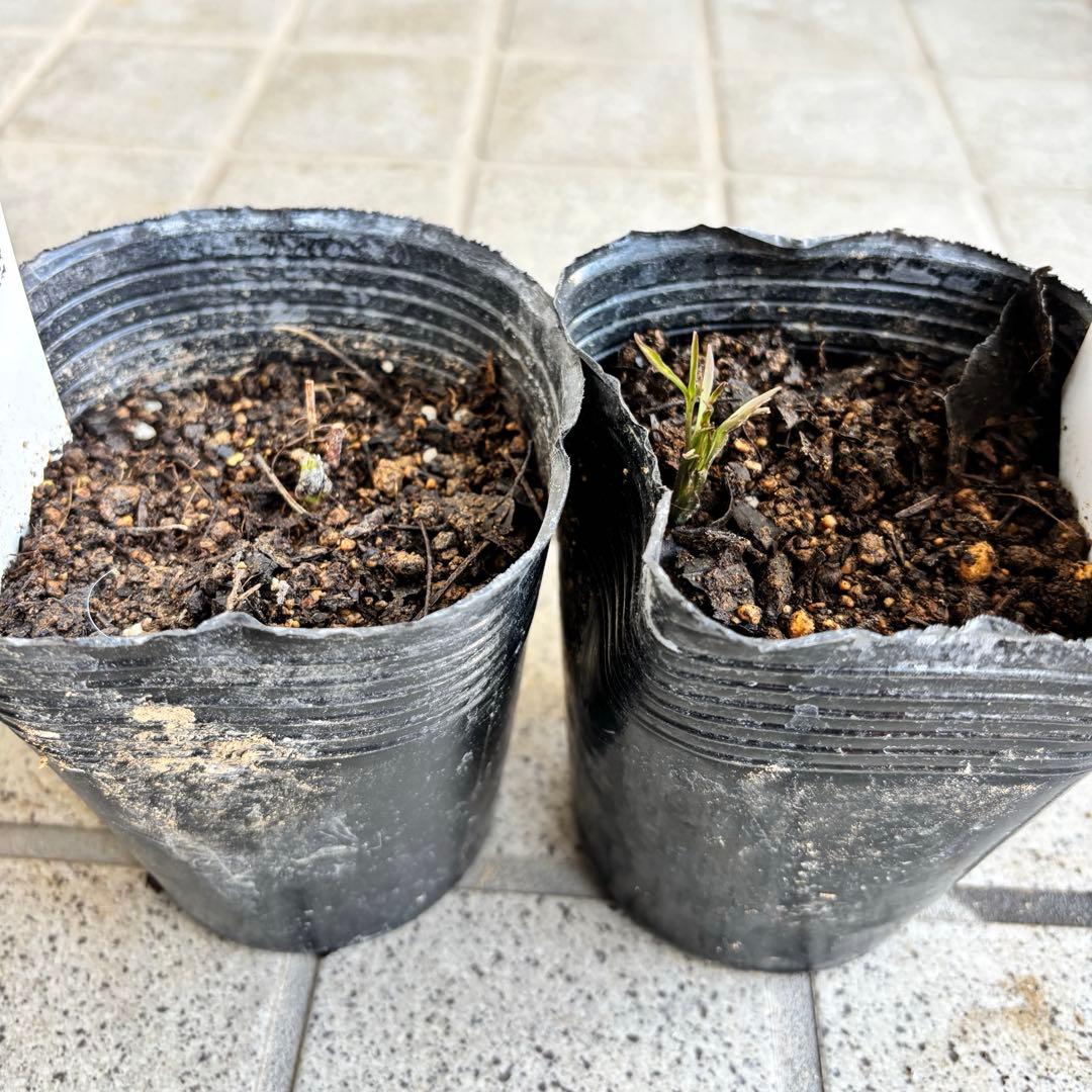 クレマチス　苗　フスカ　バーシーカラー　花苗　宿根草　多年草