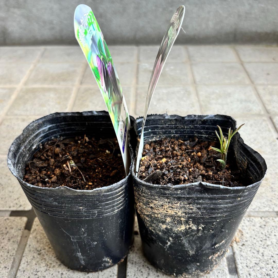 クレマチス　苗　フスカ　バーシーカラー　花苗　宿根草　多年草