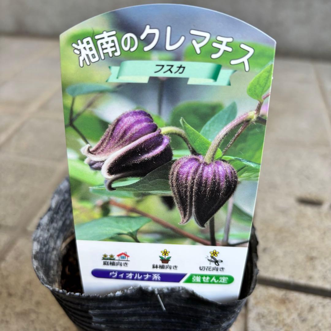 クレマチス　苗　フスカ　バーシーカラー　花苗　宿根草　多年草