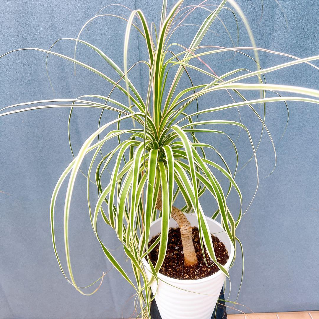 現品　トックリラン　ノリナ　斑入り　30番　トックリラン斑入り　観葉植物