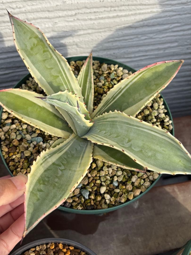 本物‼️ アガベ　リップルエフェクト