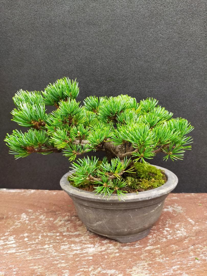 八房五葉松　明星　盆栽