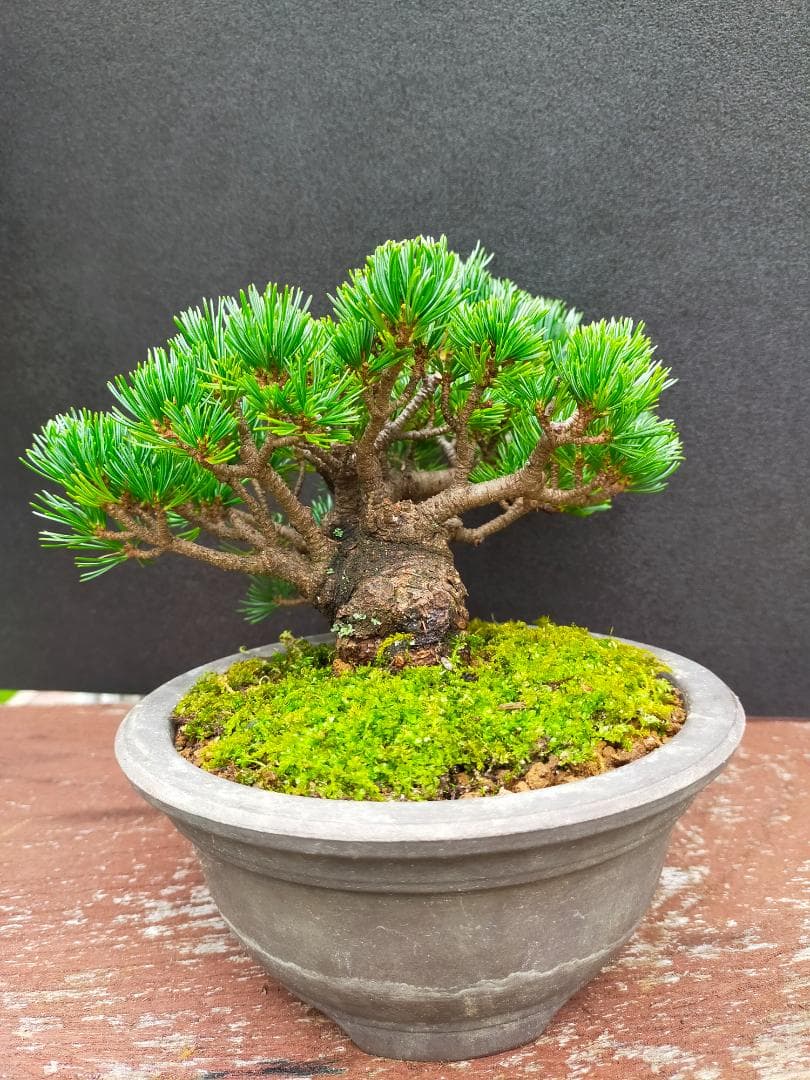 八房五葉松　明星　盆栽