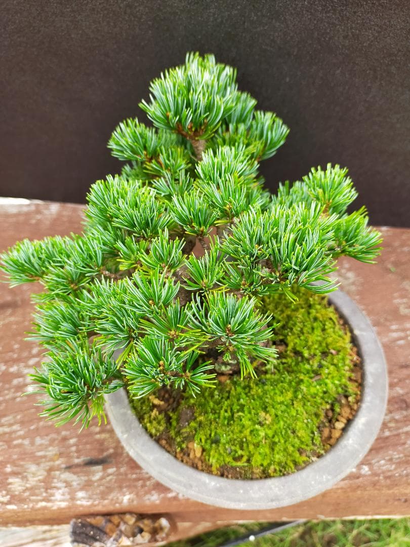 八房五葉松　明星　盆栽