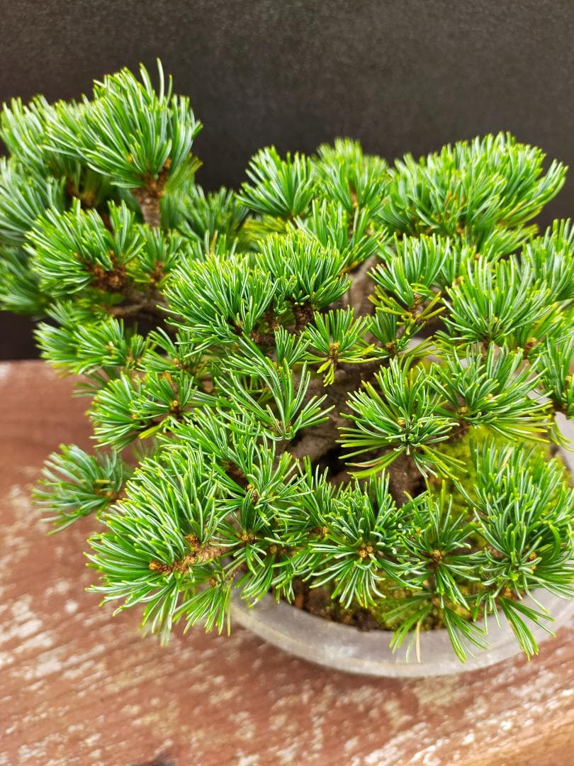 八房五葉松　明星　盆栽