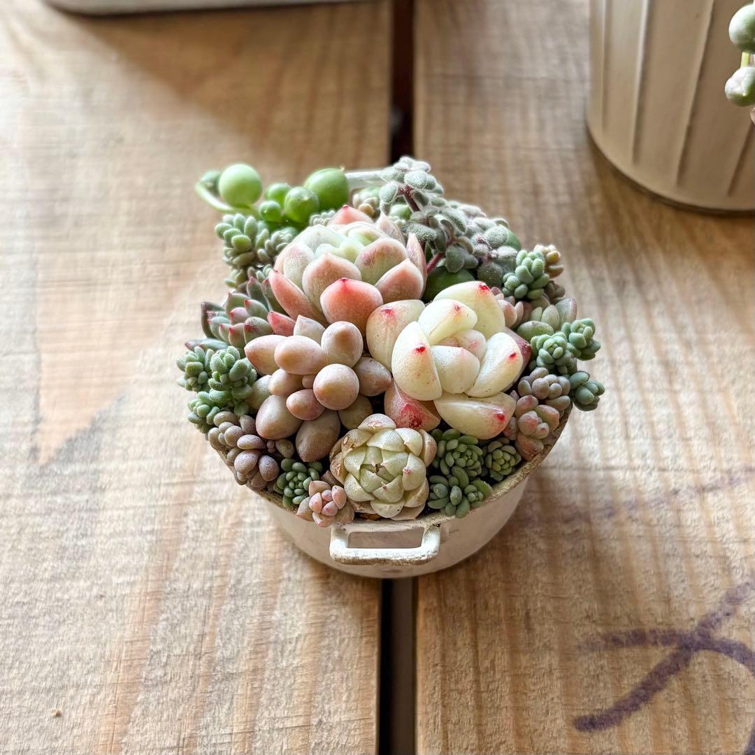 多肉植物寄せ植え❤︎そのまま飾れる❤︎専用