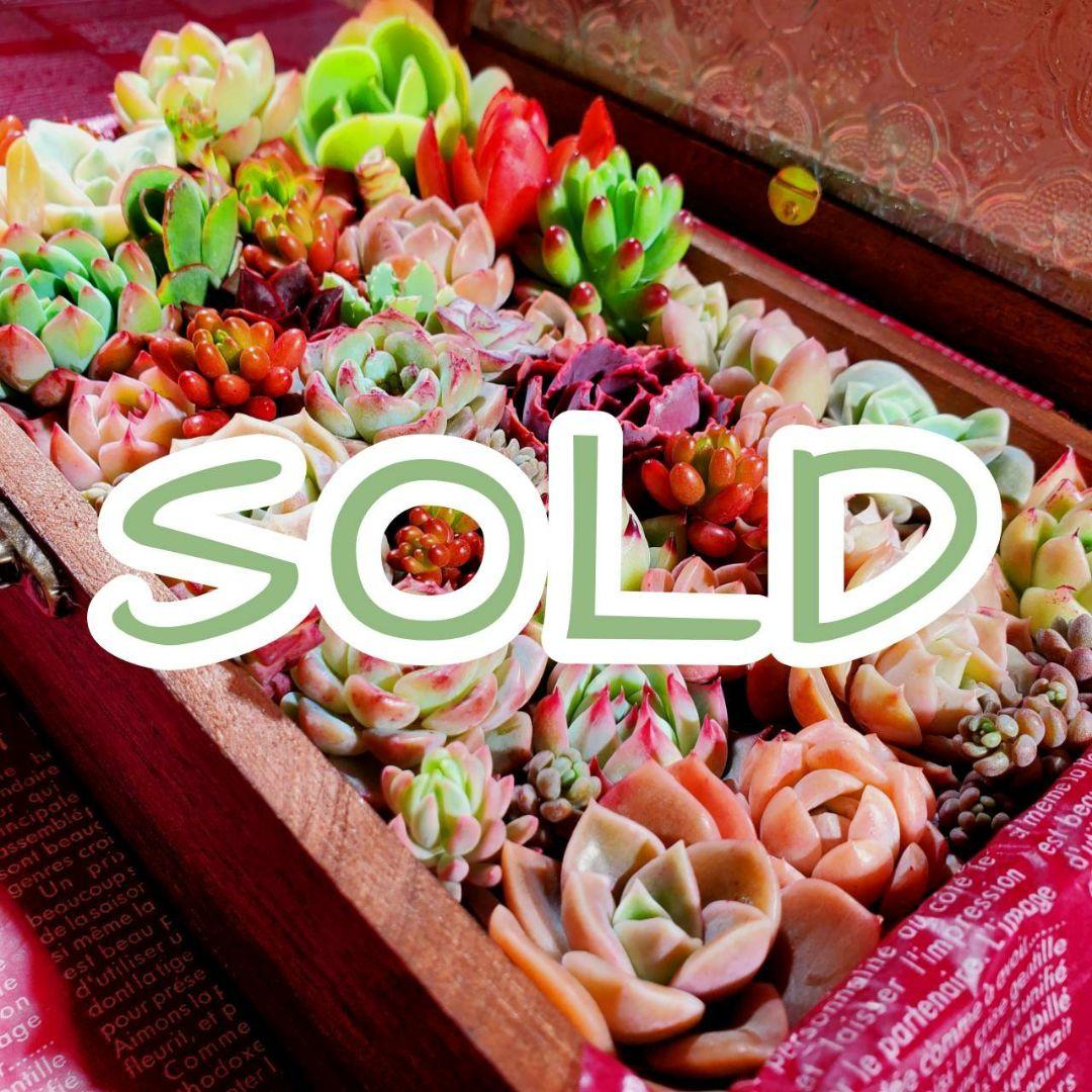 おまとめ検討中多肉植物寄せ植えセット☆たくさん詰め合わせ☆抜き苗&カット苗♪①