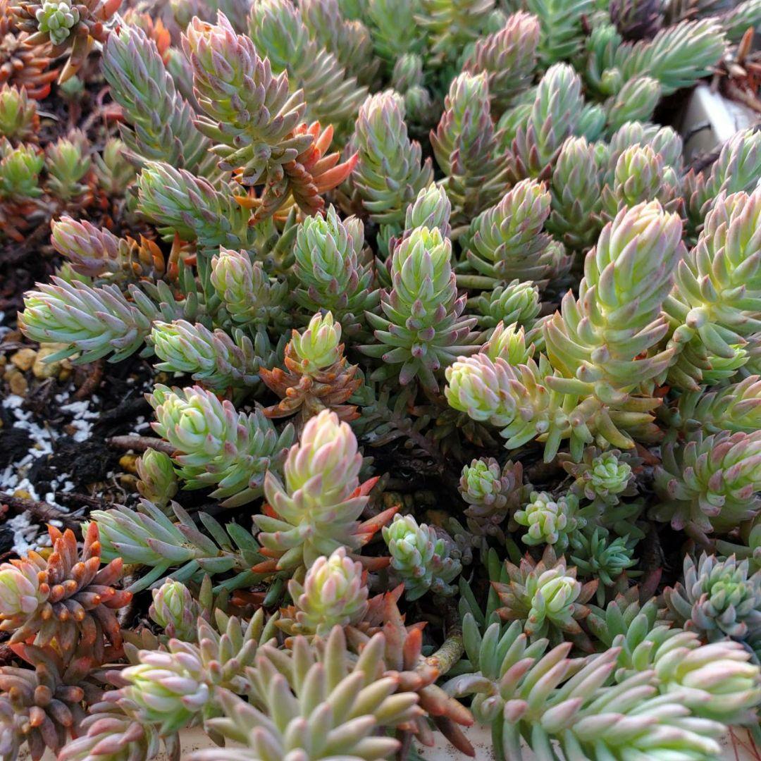 おまとめ検討中多肉植物寄せ植えセット☆たくさん詰め合わせ☆抜き苗&カット苗♪①