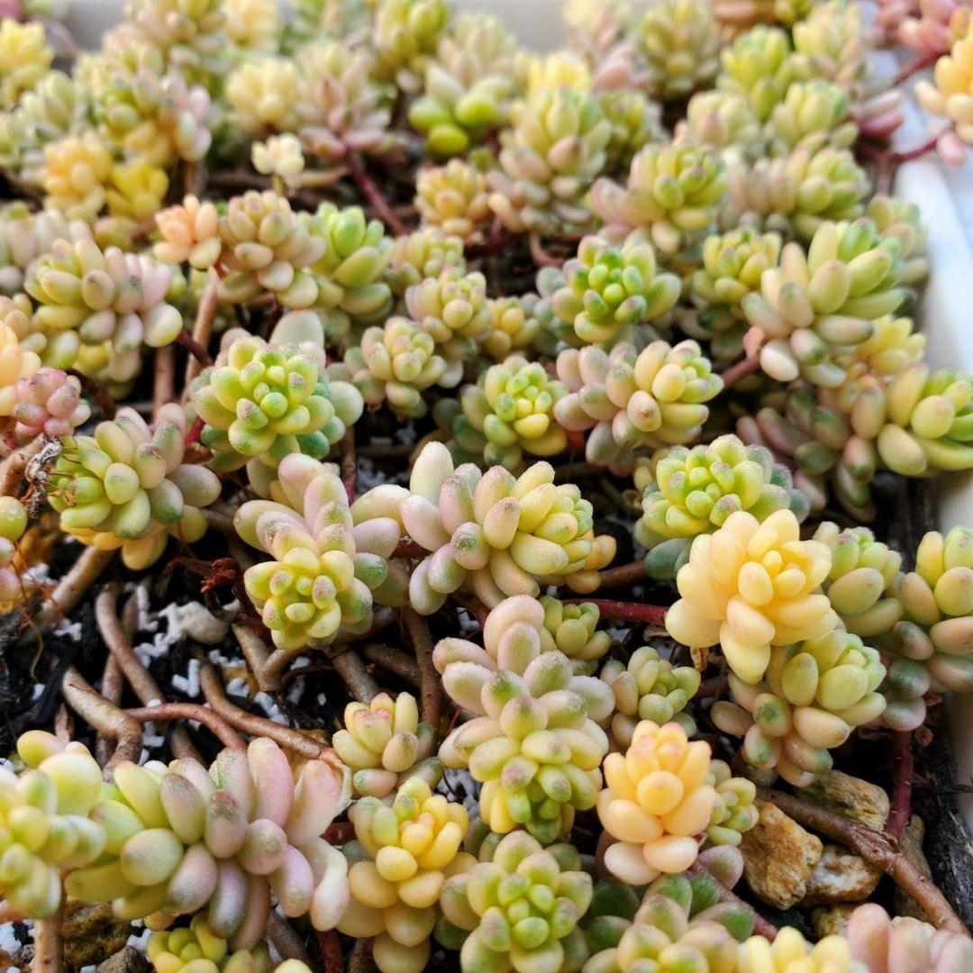 おまとめ検討中多肉植物寄せ植えセット☆たくさん詰め合わせ☆抜き苗&カット苗♪①