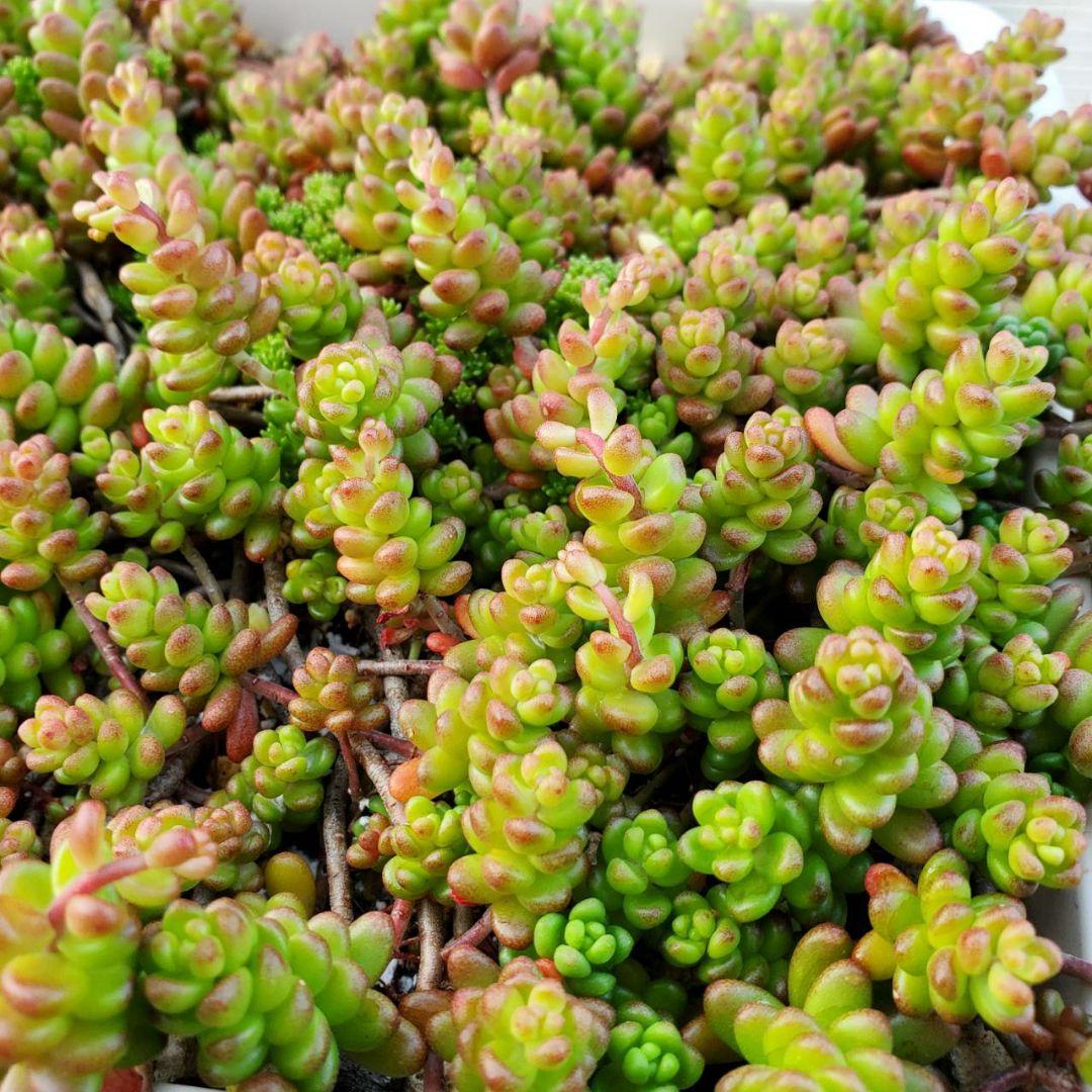 おまとめ検討中多肉植物寄せ植えセット☆たくさん詰め合わせ☆抜き苗&カット苗♪①