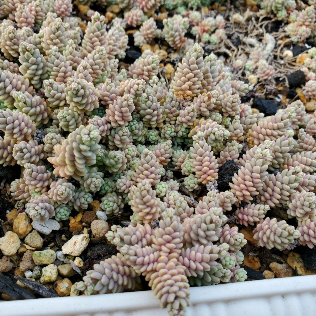 おまとめ検討中多肉植物寄せ植えセット☆たくさん詰め合わせ☆抜き苗&カット苗♪①