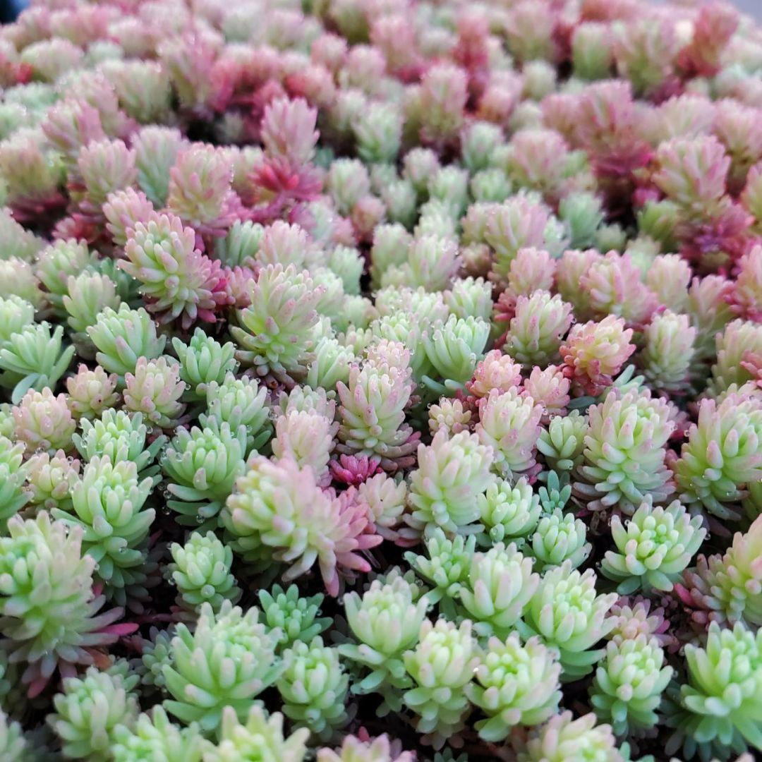 おまとめ検討中多肉植物寄せ植えセット☆たくさん詰め合わせ☆抜き苗&カット苗♪①