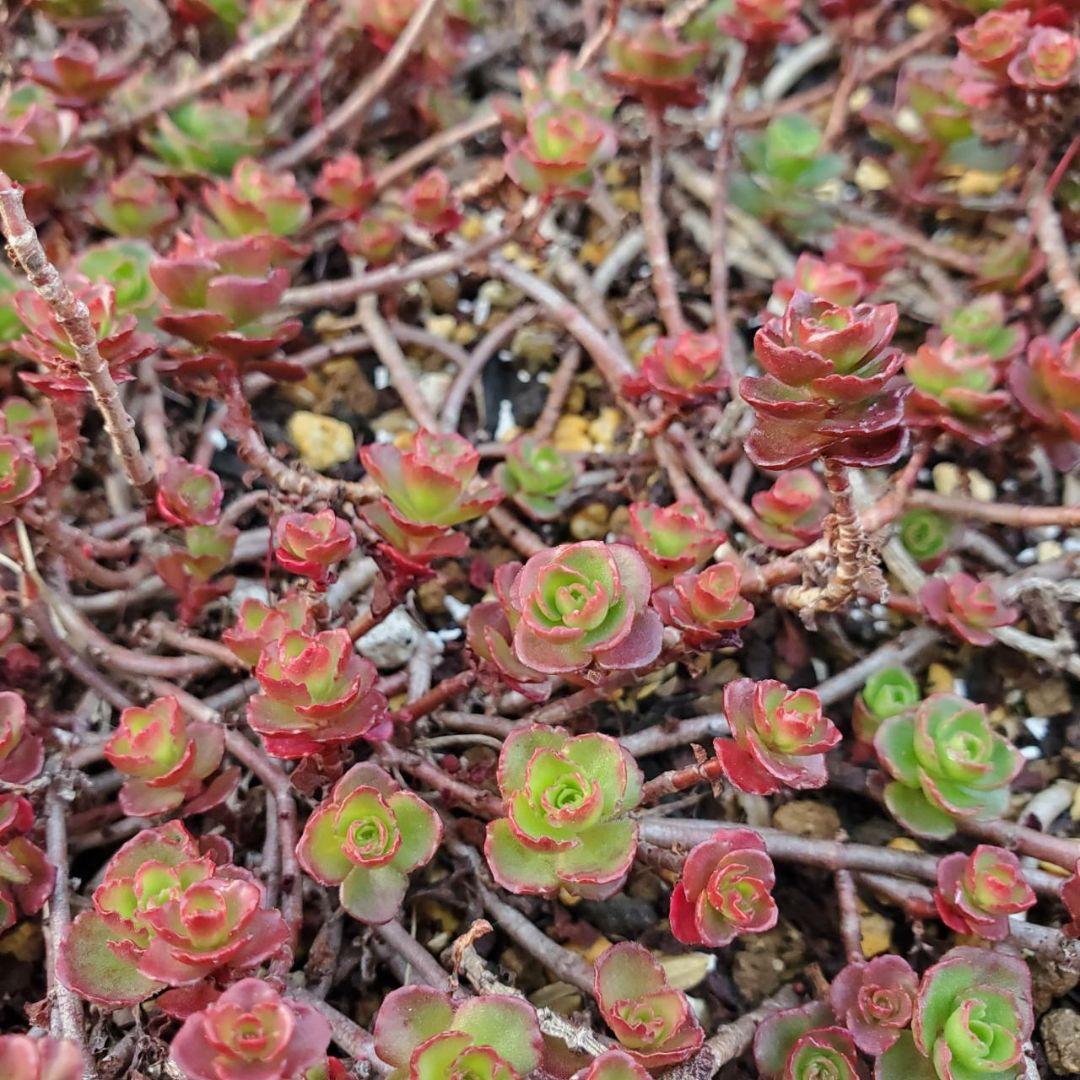 おまとめ検討中多肉植物寄せ植えセット☆たくさん詰め合わせ☆抜き苗&カット苗♪①