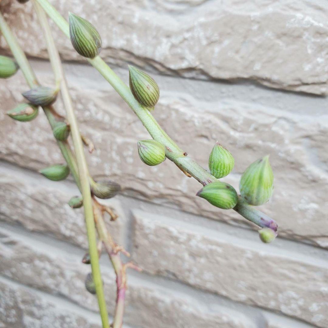 おまとめ検討中多肉植物寄せ植えセット☆たくさん詰め合わせ☆抜き苗&カット苗♪①