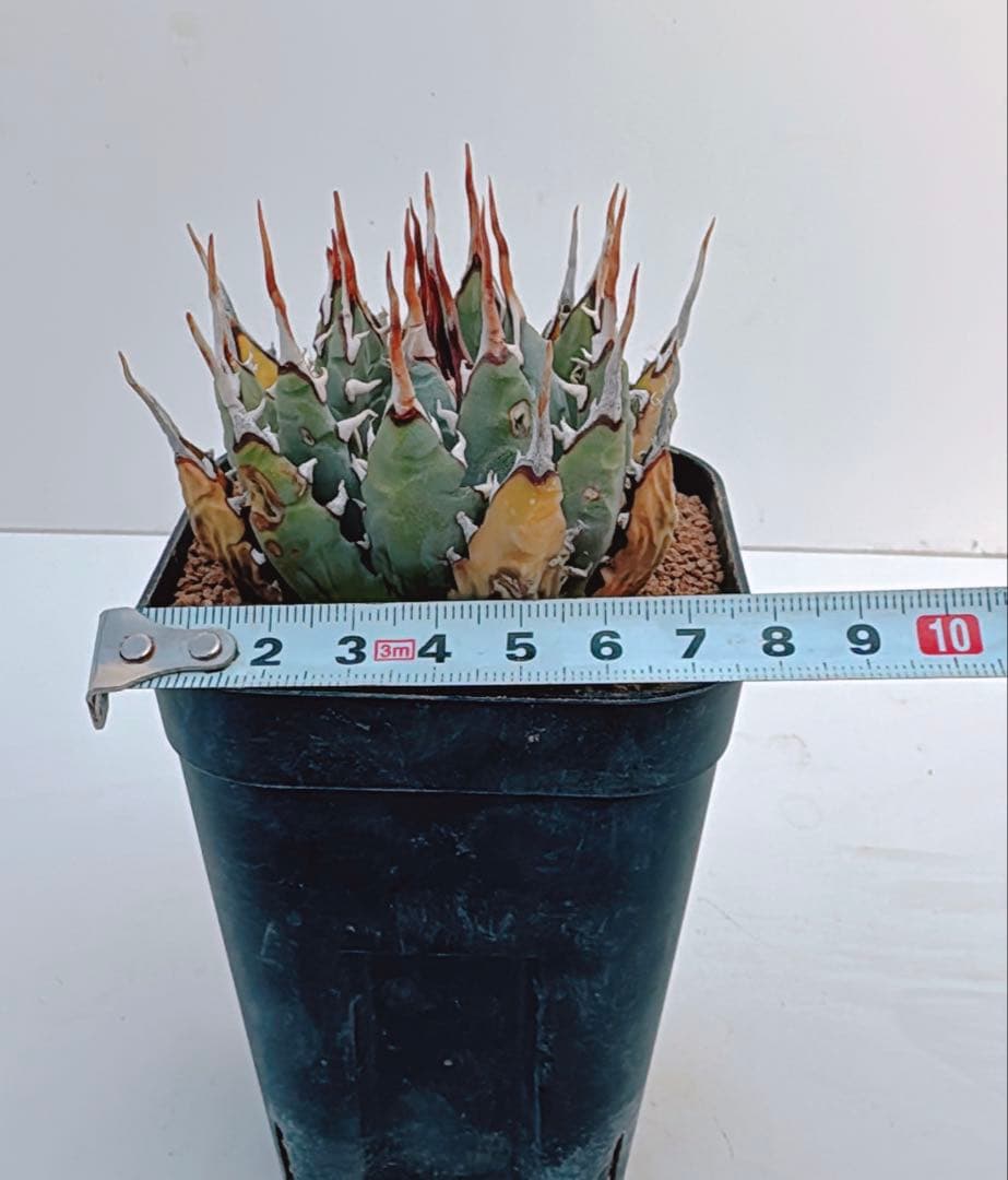 アガベ　エボリスピナ