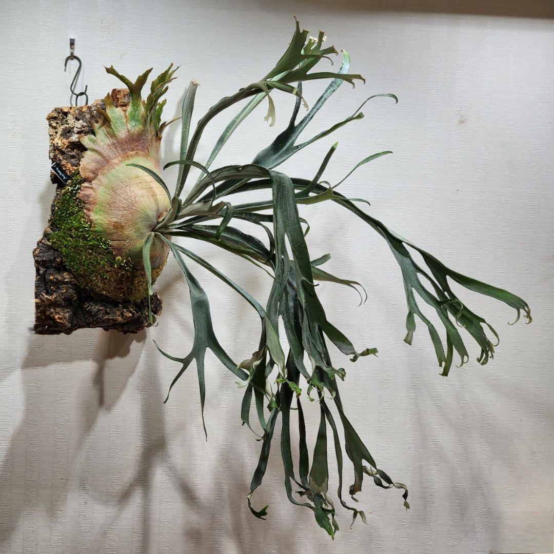 ムーサンキングOC子株　P.Musang King　ビカクシダ　オリジナル