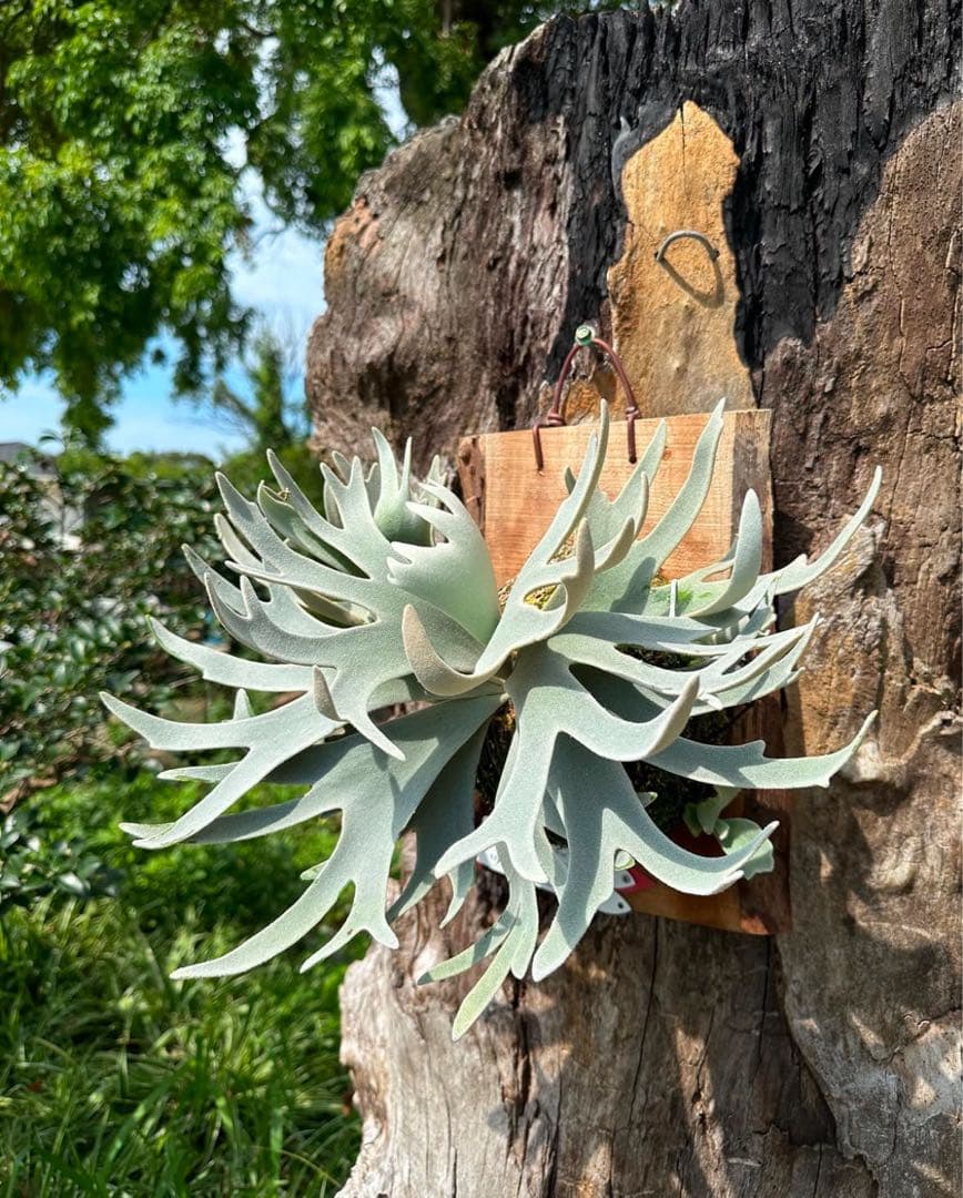 P.Gabriel pup ビカクシダ ガブリエル 株分け①