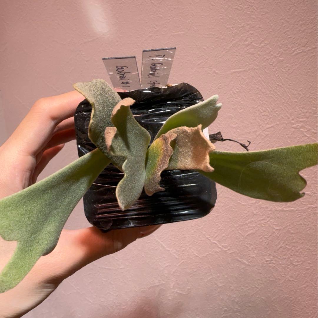 P.Gabriel pup ビカクシダ ガブリエル 株分け①