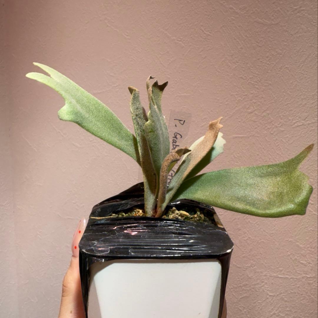 P.Gabriel pup ビカクシダ ガブリエル 株分け①