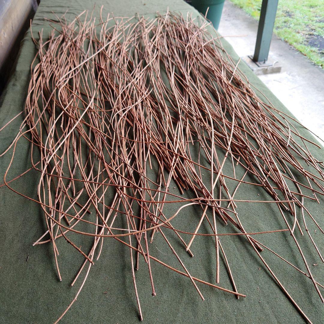 アケビの蔓(根蔓ランナー)