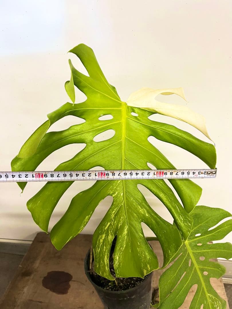 斑入り　モンステラ　デリシオーサ　艶姿　白　ホワイト