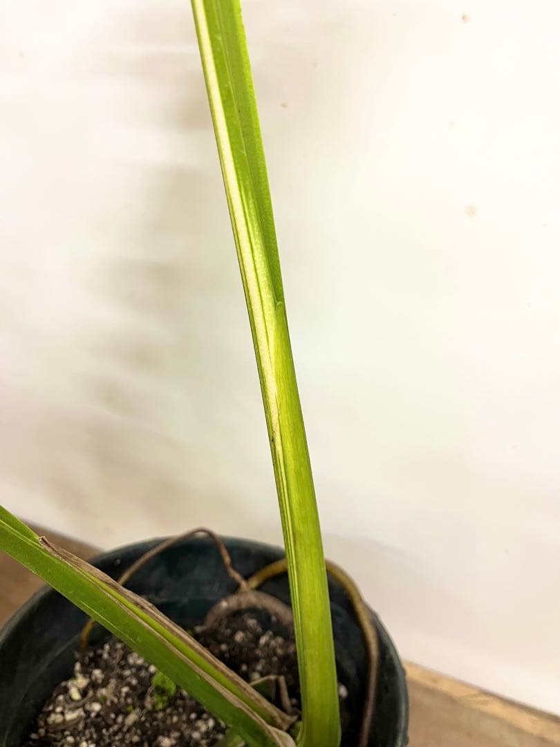 斑入り　モンステラ　デリシオーサ　艶姿　白　ホワイト