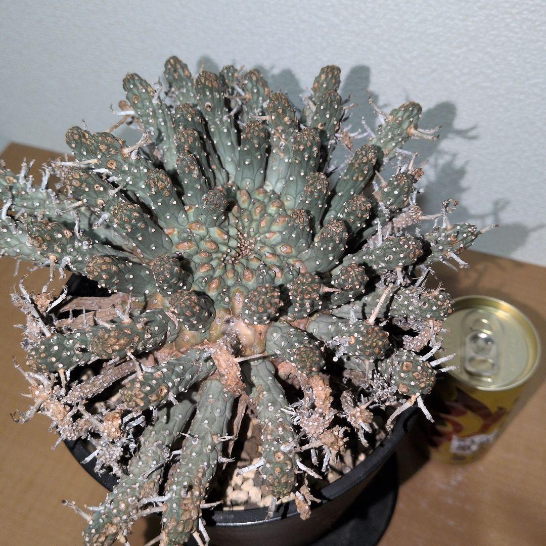 ユーフォルビア　フスカ　現地球 発根株（鉢付き）