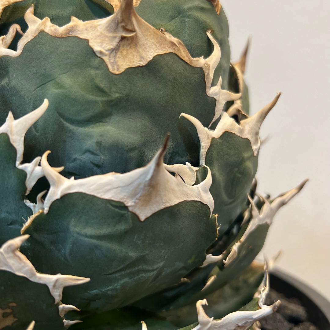 【美株】アガベチタノタ ノーネーム メキシコ現地球 発根済 ボール状 多肉 大株