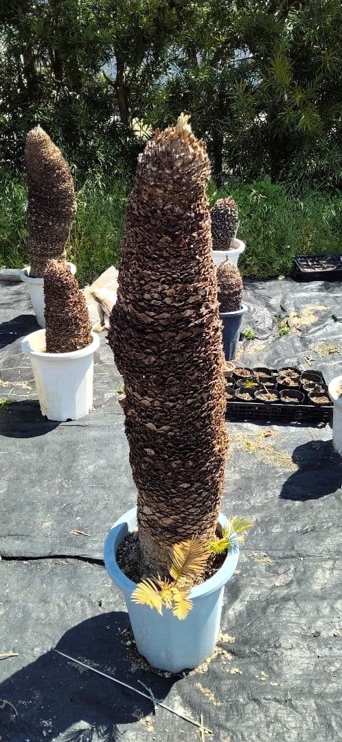ドスコイ級のソテツ 10号プラ鉢 高さ1m22cm程 幹幅20cm以上(特典有)