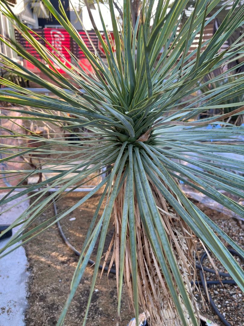 ※引取り限定　ユッカ ロストラータ 約1.4メートル