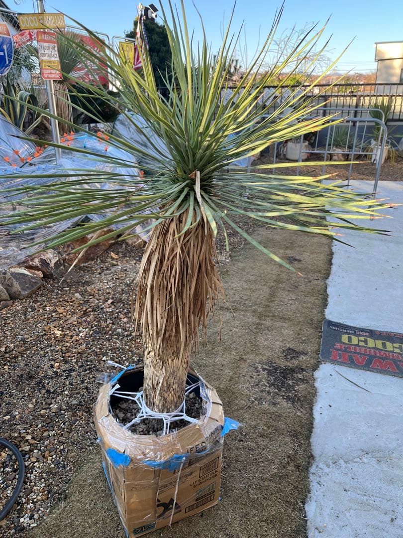 ※引取り限定　ユッカ ロストラータ 約1.4メートル