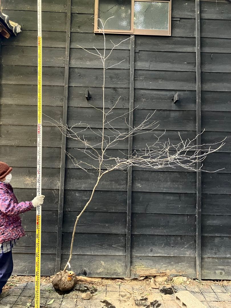 40 山採り　アオハダ