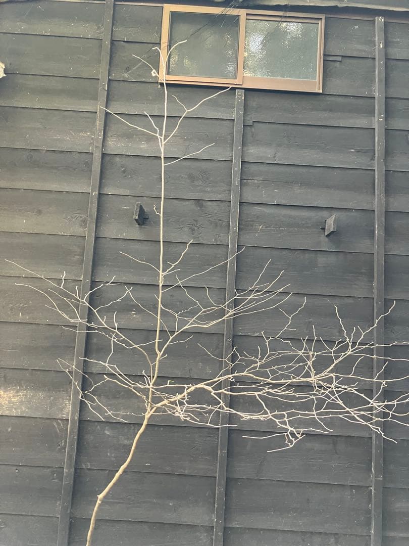 40 山採り　アオハダ