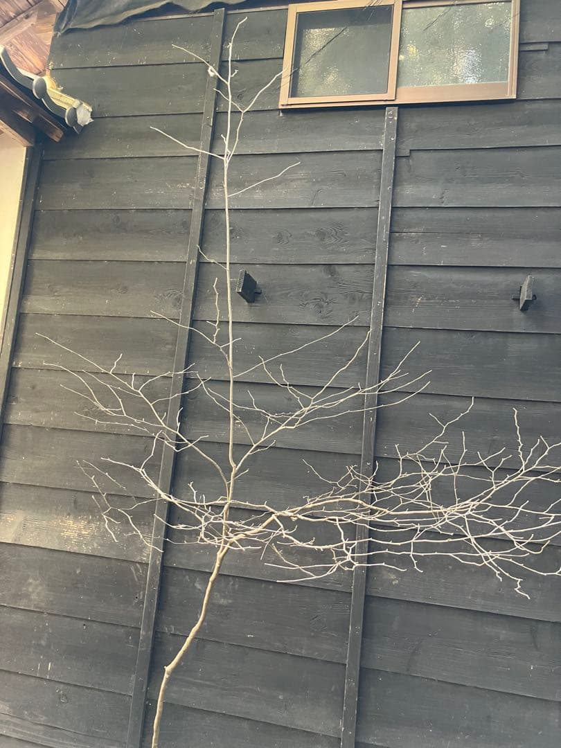 40 山採り　アオハダ