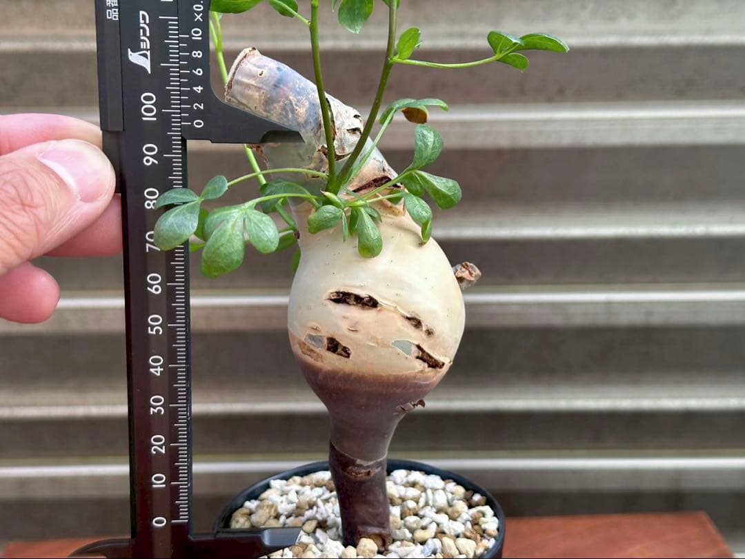 508　コミフォラピュアカタフ ソマリア産 ￼丸株 コレクション