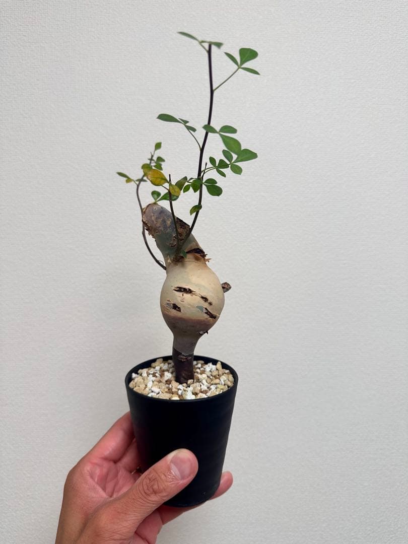 508　コミフォラピュアカタフ ソマリア産 ￼丸株 コレクション